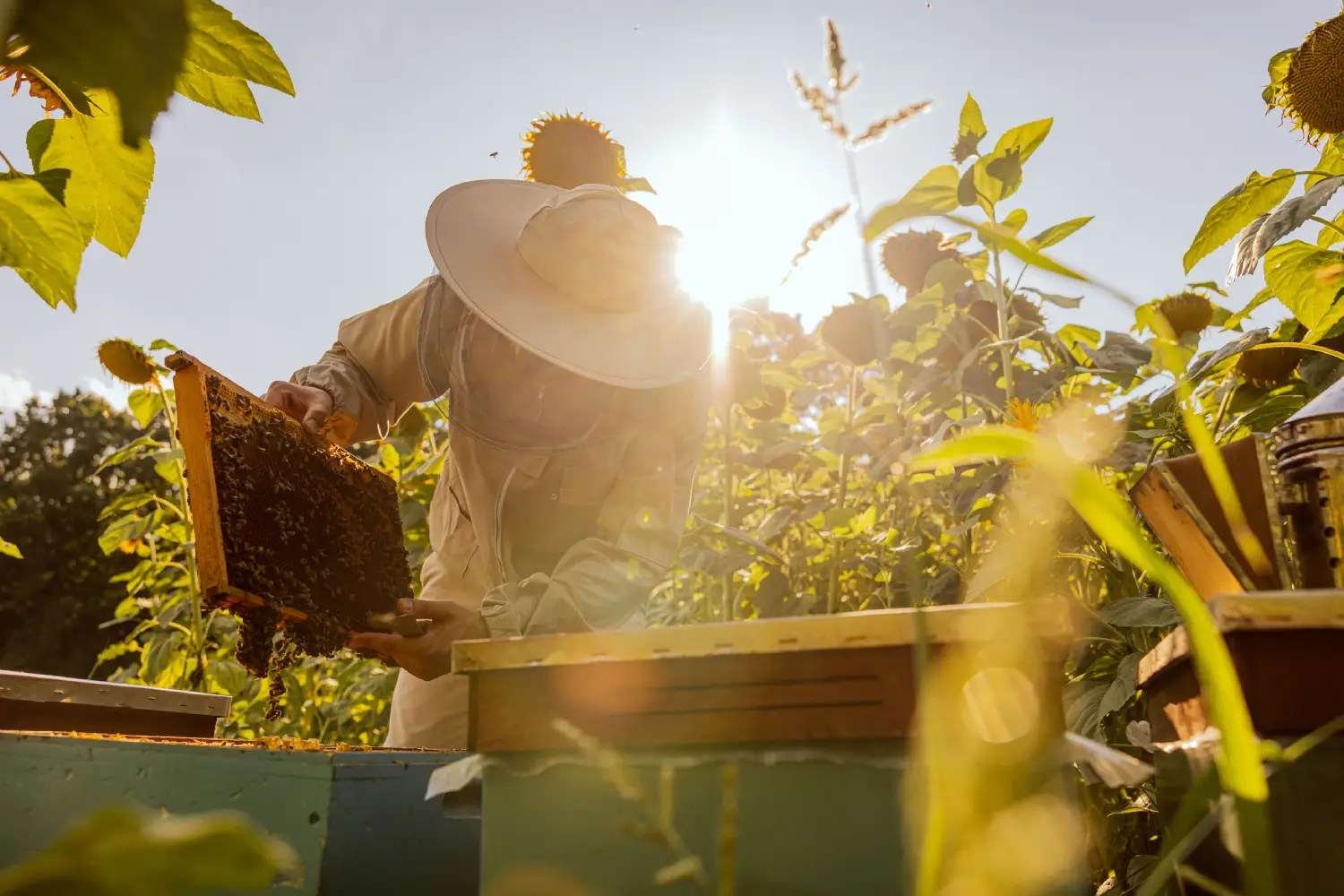 Beekeeping in Slovenia