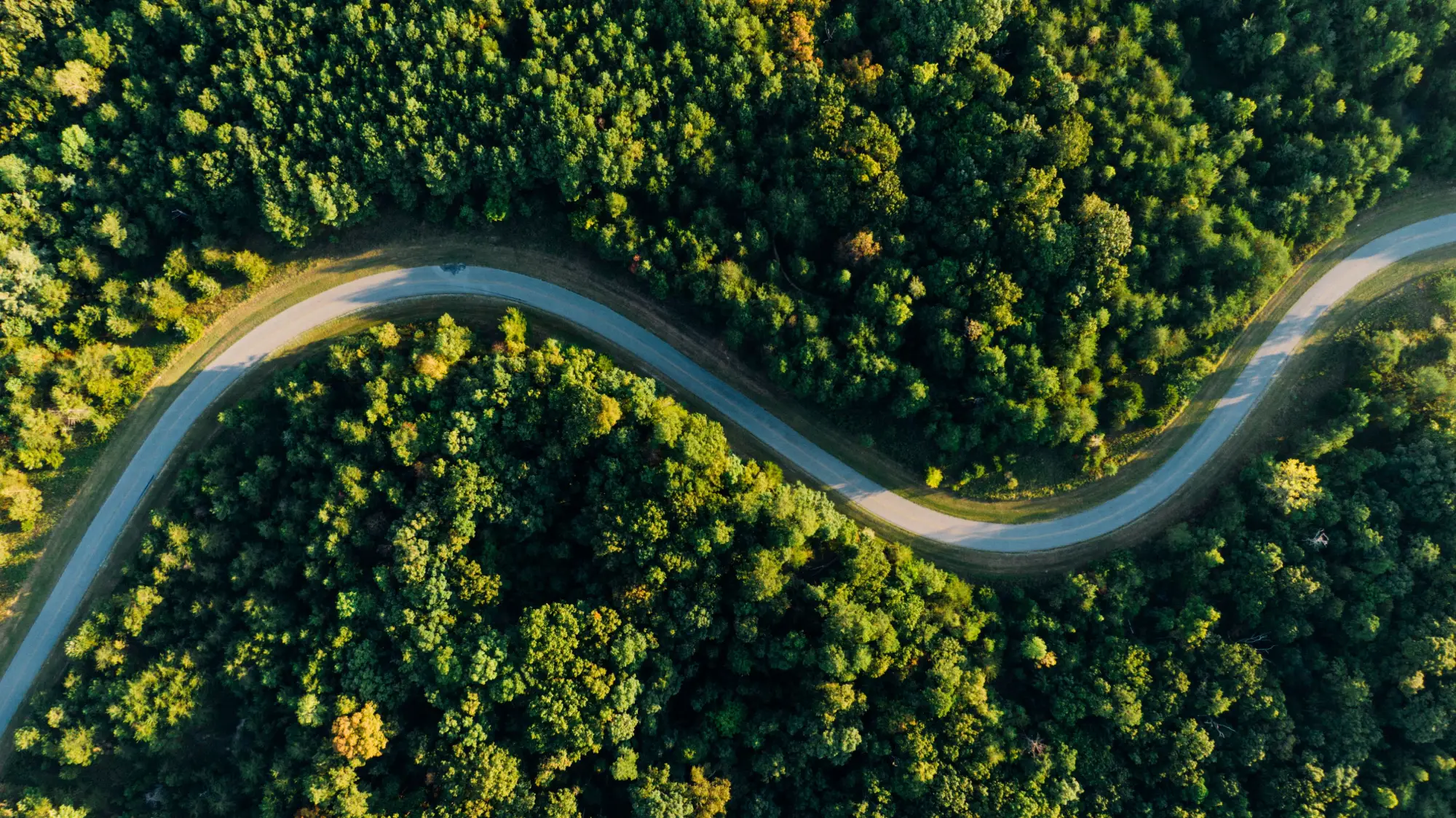 zracni-posnetek-vijugaste-ceste-skozi-gozd-pexels-29062026.webp