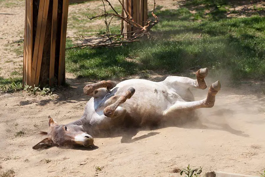 Osliček se valja po peščenih tleh v živalskem parku Edible Zoo ob čokoladnici Zotter.