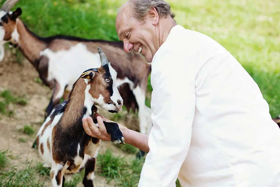 Josef Zotter boža kozlička v živalskem parku Edible Zoo ob tovarni čokolade v Riegersburgu.