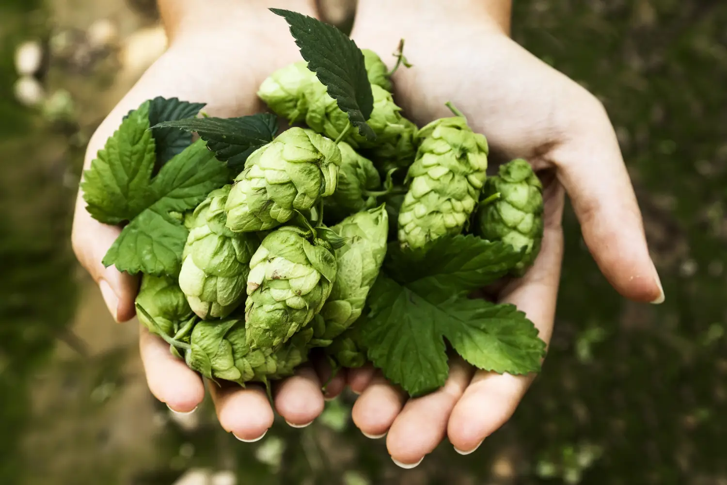 Fresh hop cones held in hands – a symbol of Slovenia’s rich brewing tradition and natural heritage.
