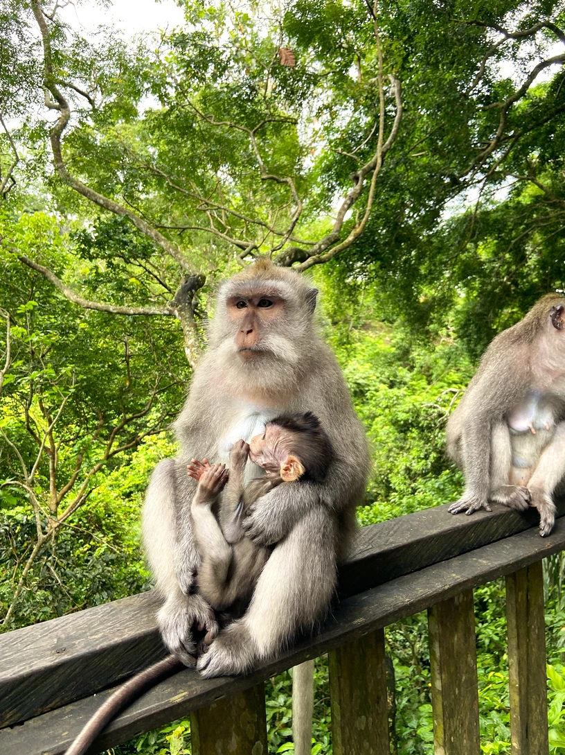 Monkey-forest-ubud-opice-bali