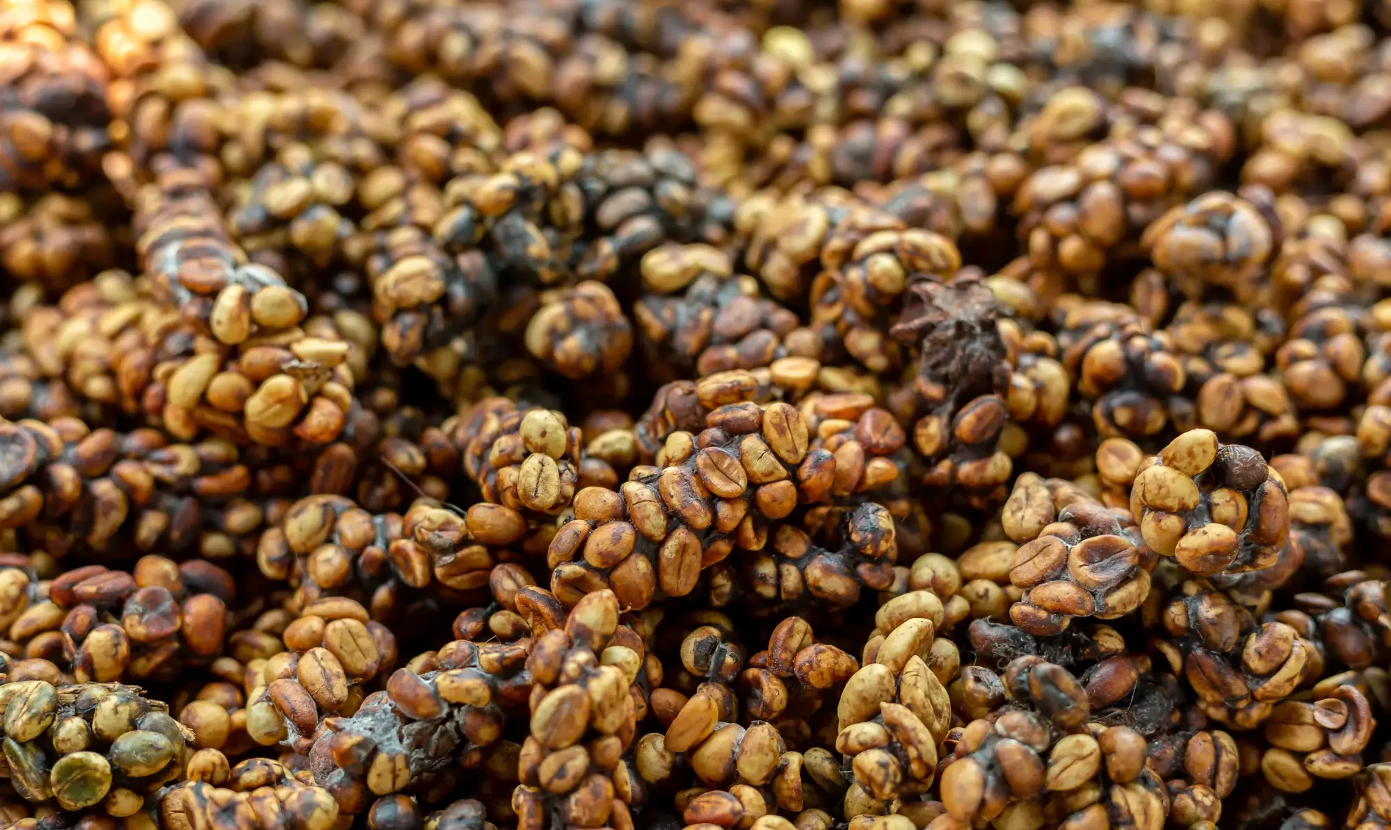 Množica kavnih zrn Kopi Luwak