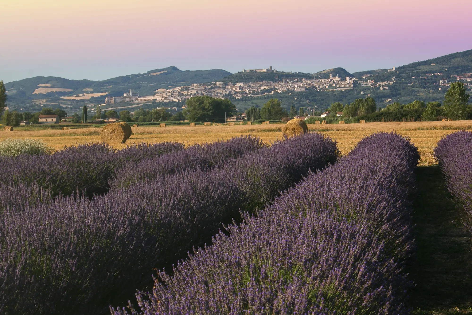 Polja sivke pri Assisiju med poletnim Lavender Festivalom v Umbriji