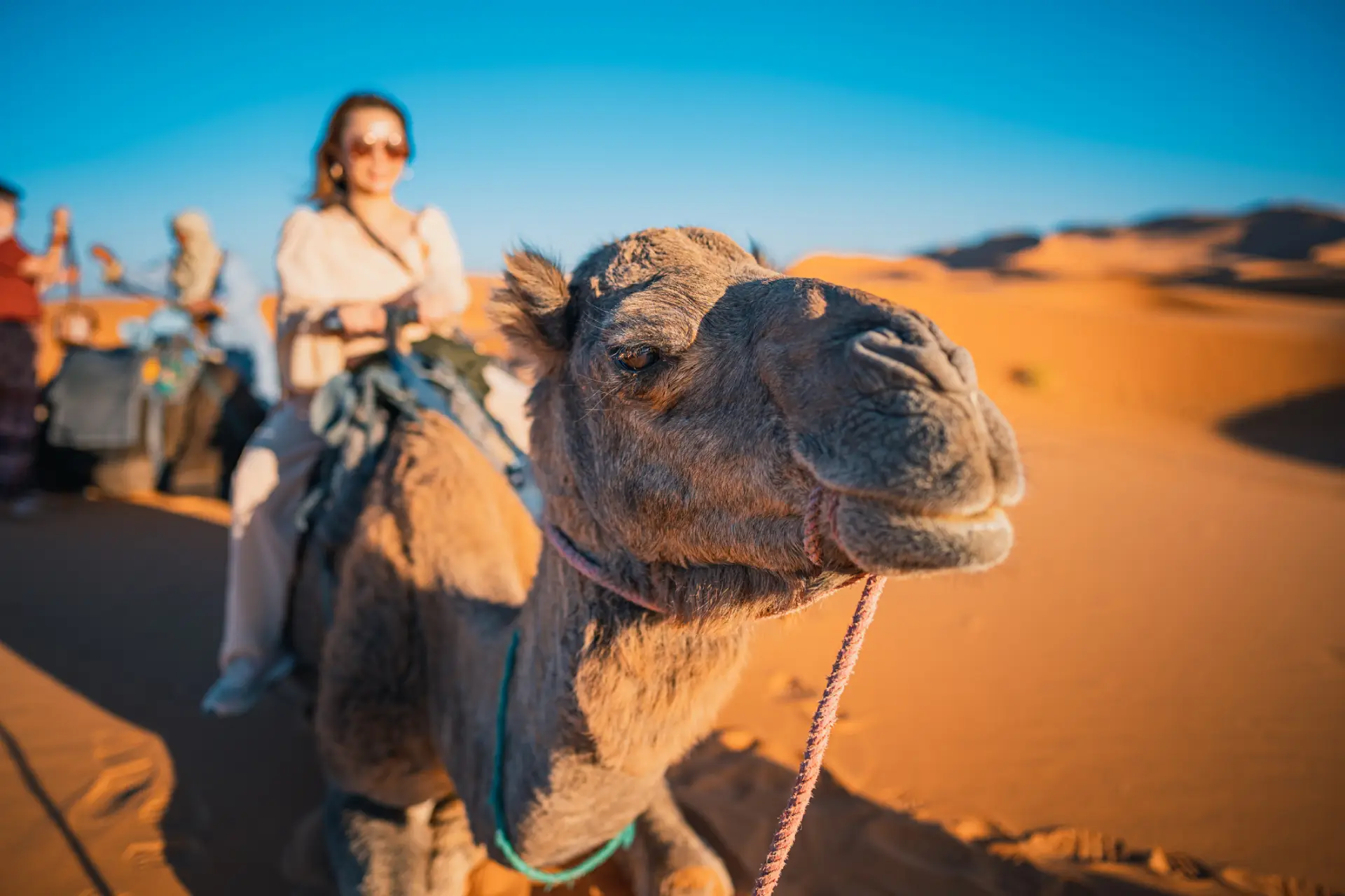Jahanje kamel čez puščavo Sahara v Maroku