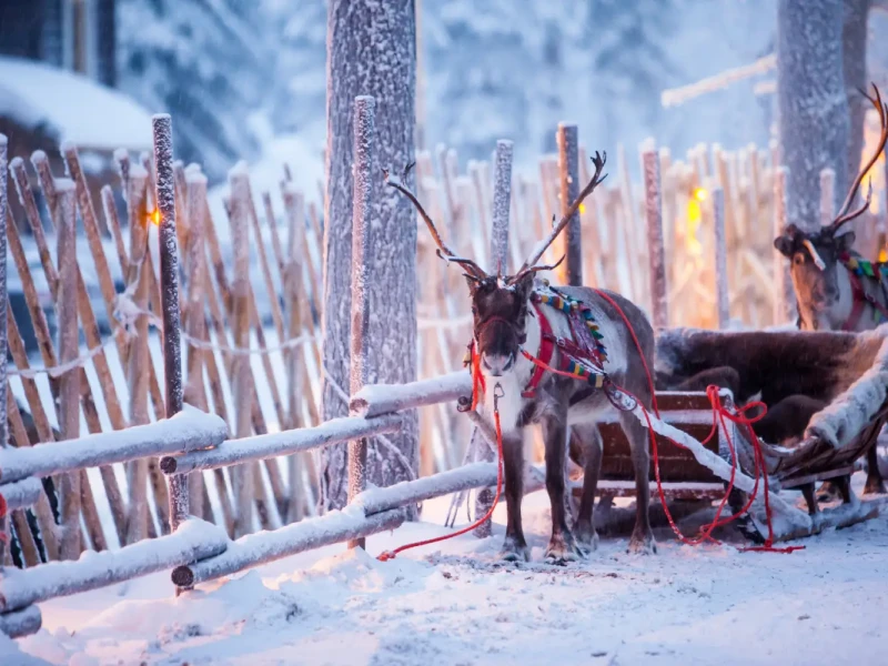 ren-voz-sanje-zimski-gozd-rovaniemi-laponska-finska-IS-17112025.webp