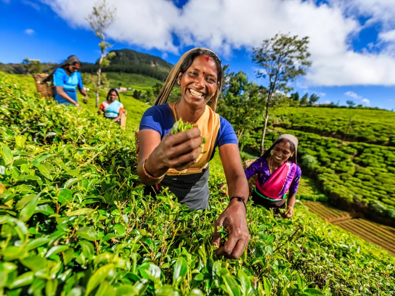 srilanka-zenske-na-plantazi-caja-istock-24-08-2023.webp