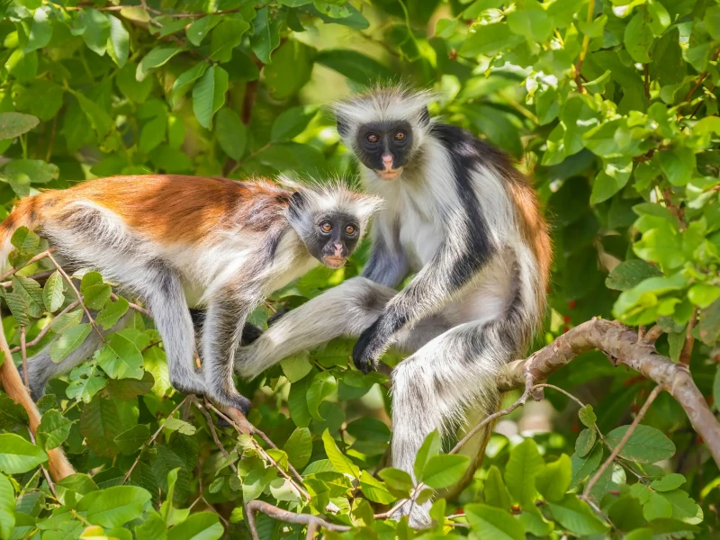 Dve rdeči kolobus opici na veji v narodnem parku Jozani, Zanzibar.