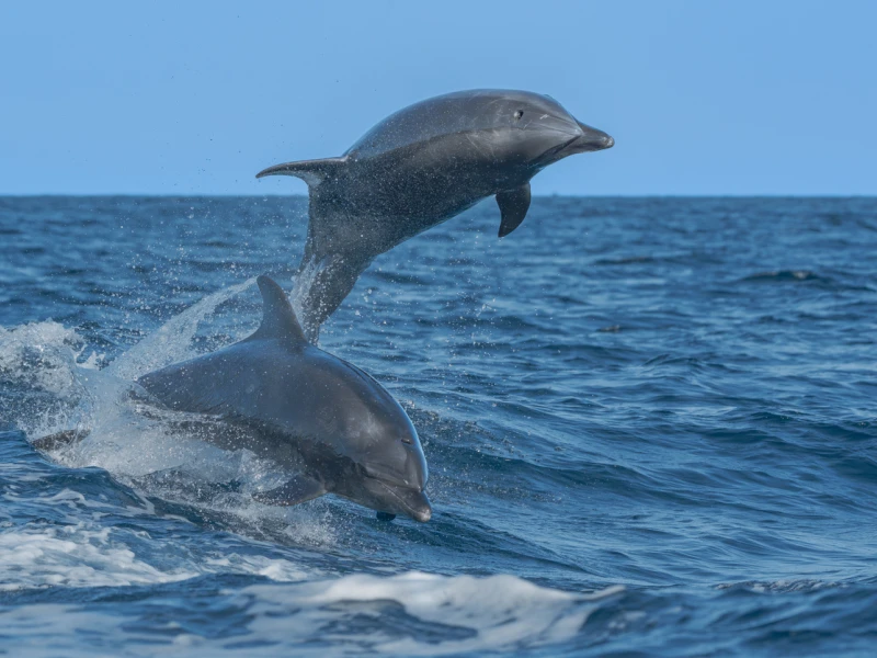 Opazovanje skupine delfinov na morju