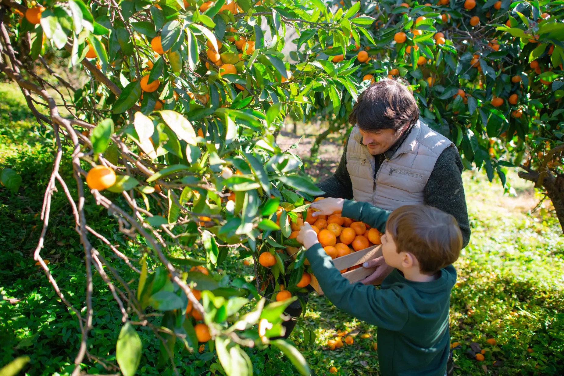 Družina obira mandarine na plantaži v dolini Neretve.