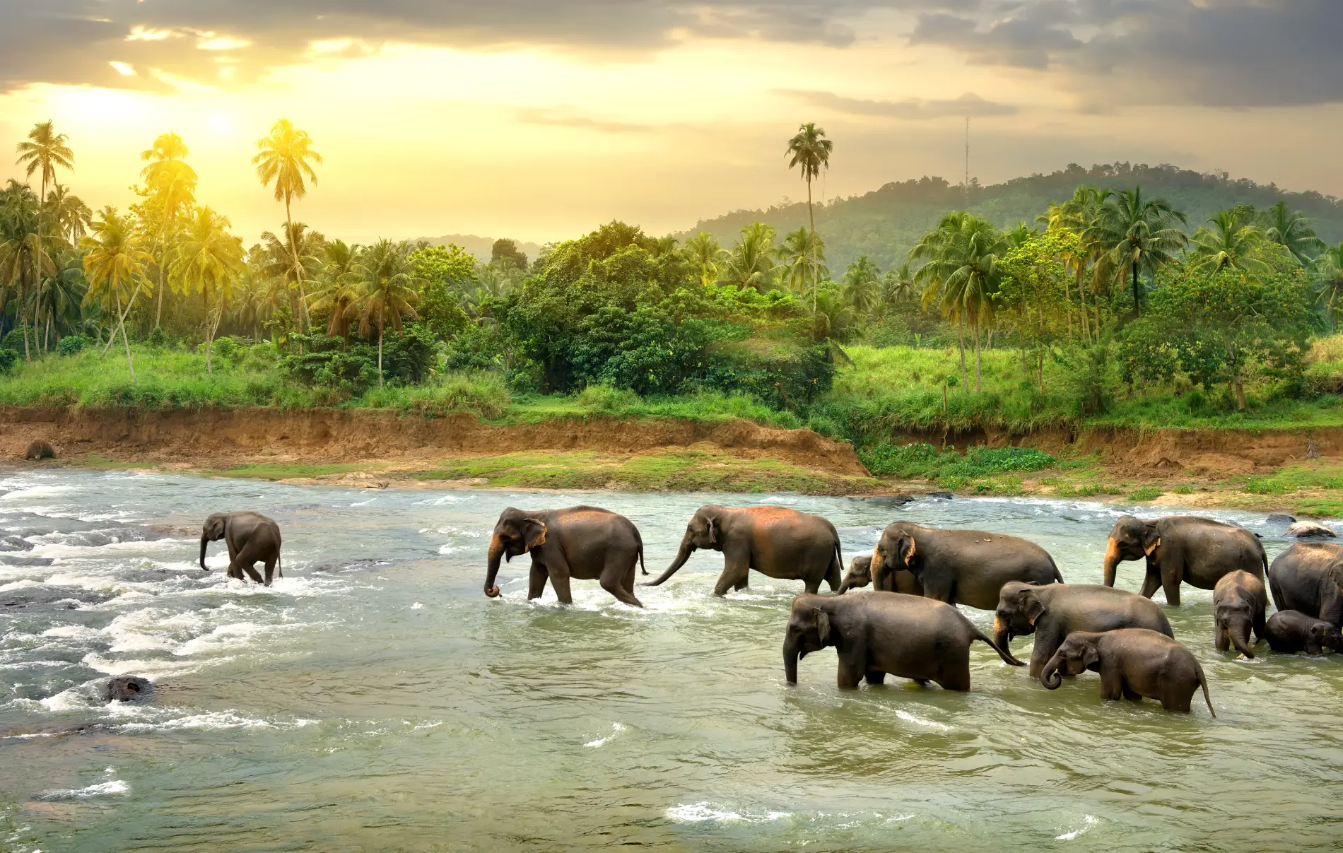 srilanka-safari-sloni-istock-24-08-2023.webp